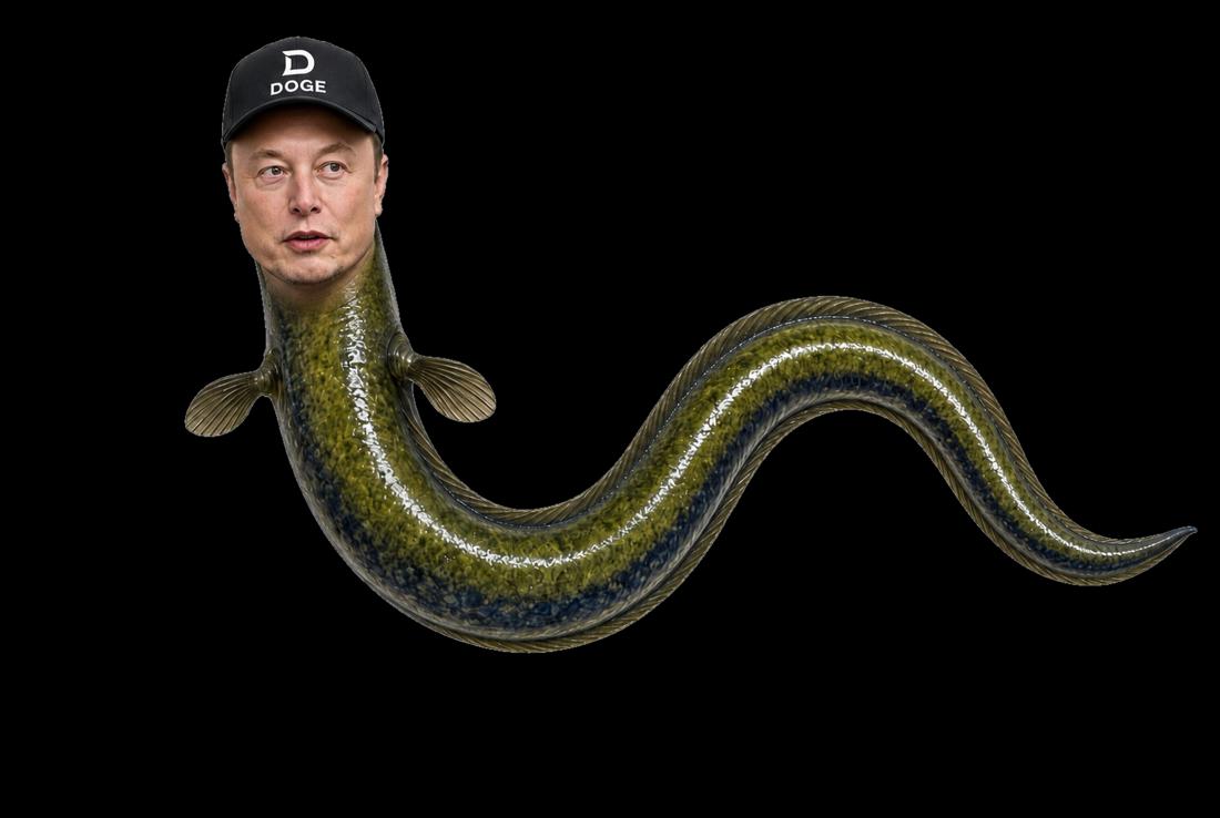 Eelon the Fish, an unofficial parody eel with a DOGE cap